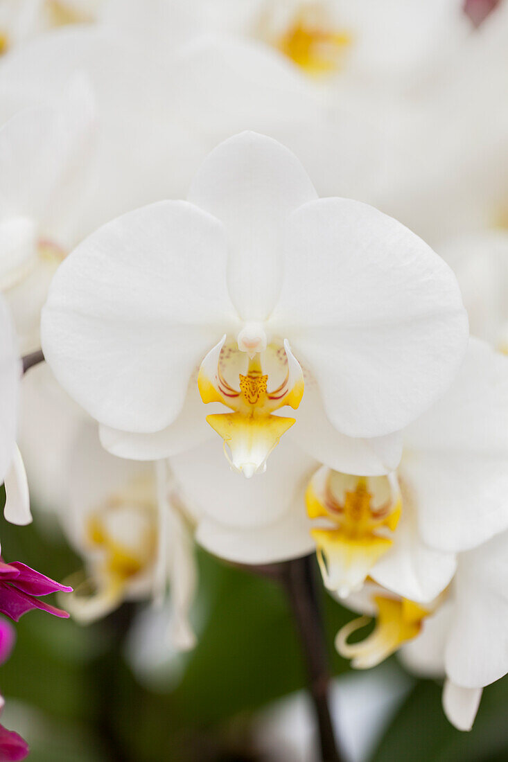 Phalaenopsis 'Sir Morholt'