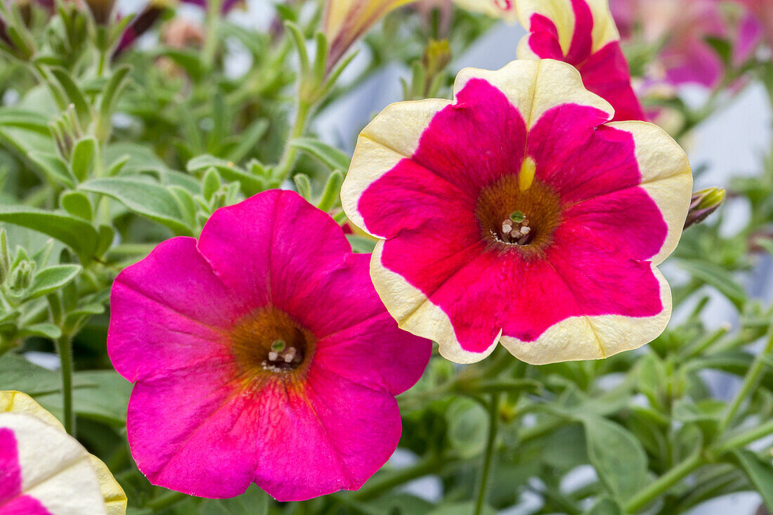 Petunia 'Chameletunia® Purple Yellow Star Improved'