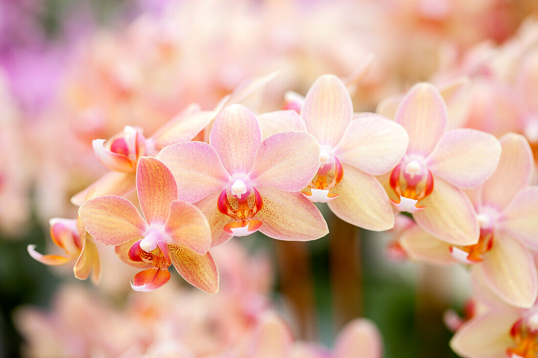 Phalaenopsis 'Sarah'