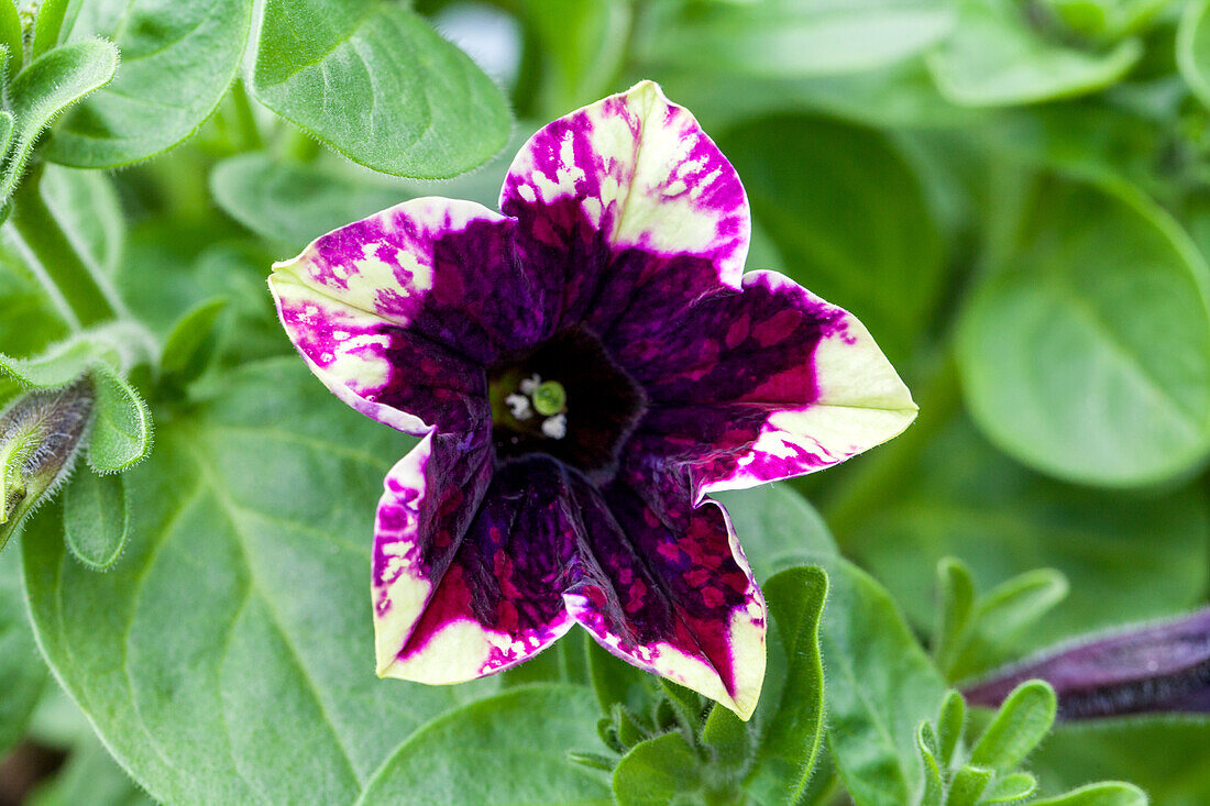 Petunia 'Chameletunia® Hippie Girl'