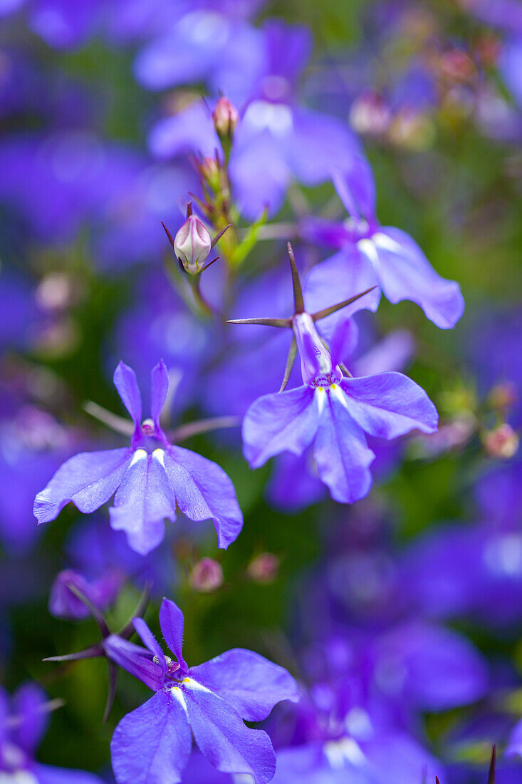 Lobelia 'Suntropics® Dark Blue Improved'