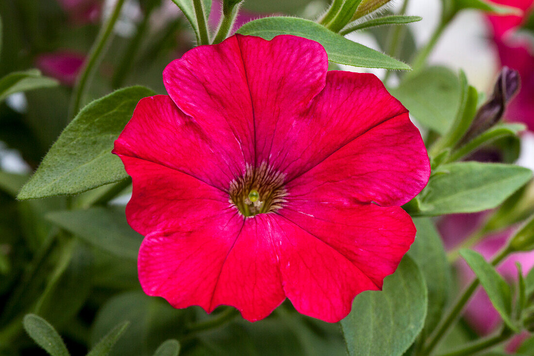 Petunia Sweet Pleasure® Limonada