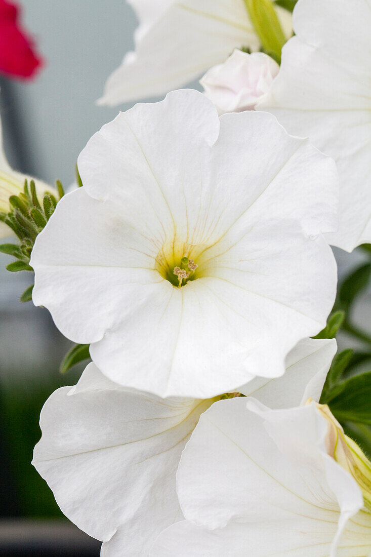 Petunia Sweet Pleasure® Pure White