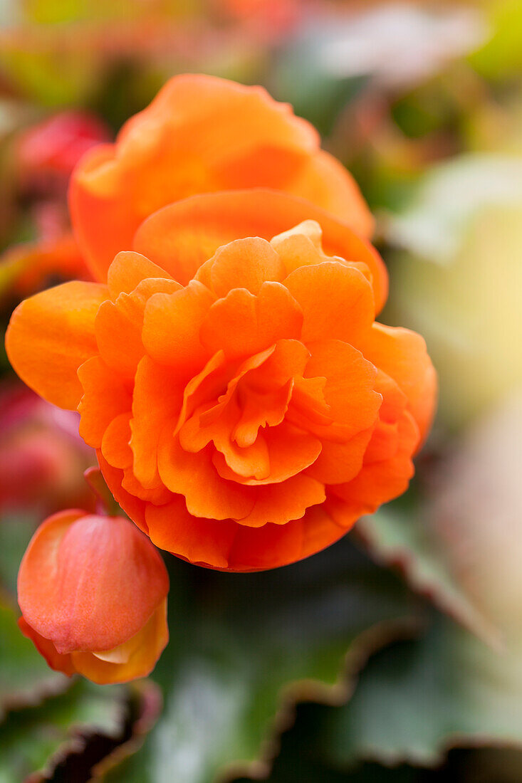 Begonia Apadana® Orange