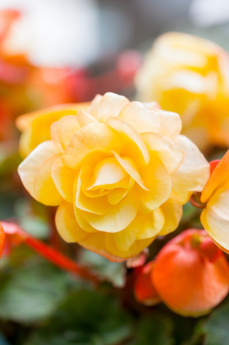 Begonia Apadana® Champagne