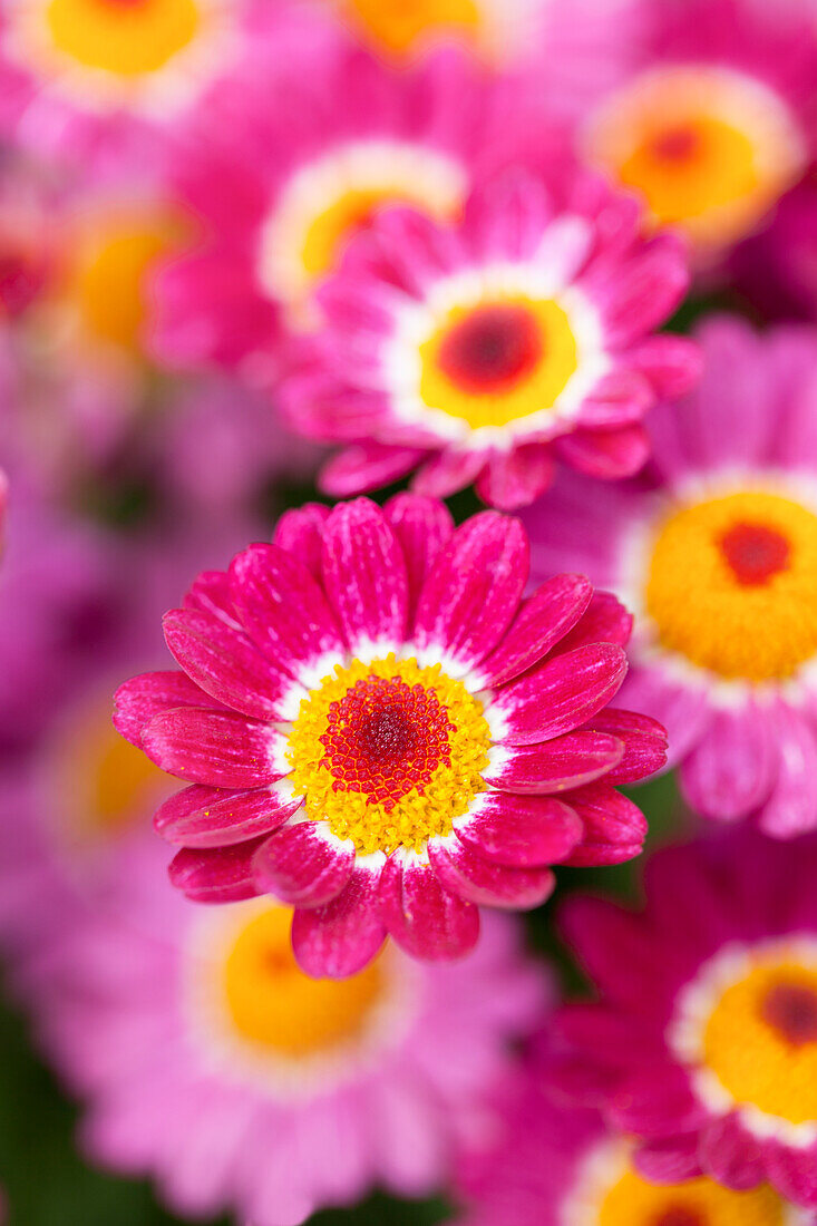 Argyranthemum 'Honeybees® Red'