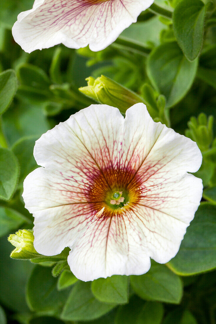 Petunia Sweet Pleasure® Cappuccino