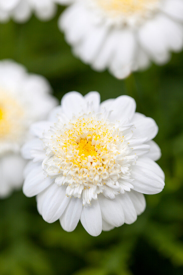 Argyranthemum Honeybees® Semi Double White
