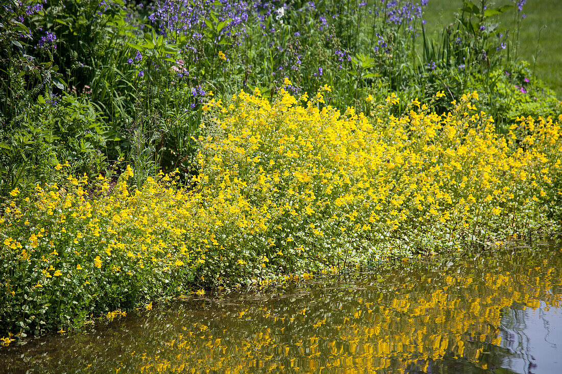 Mimulus guttatus