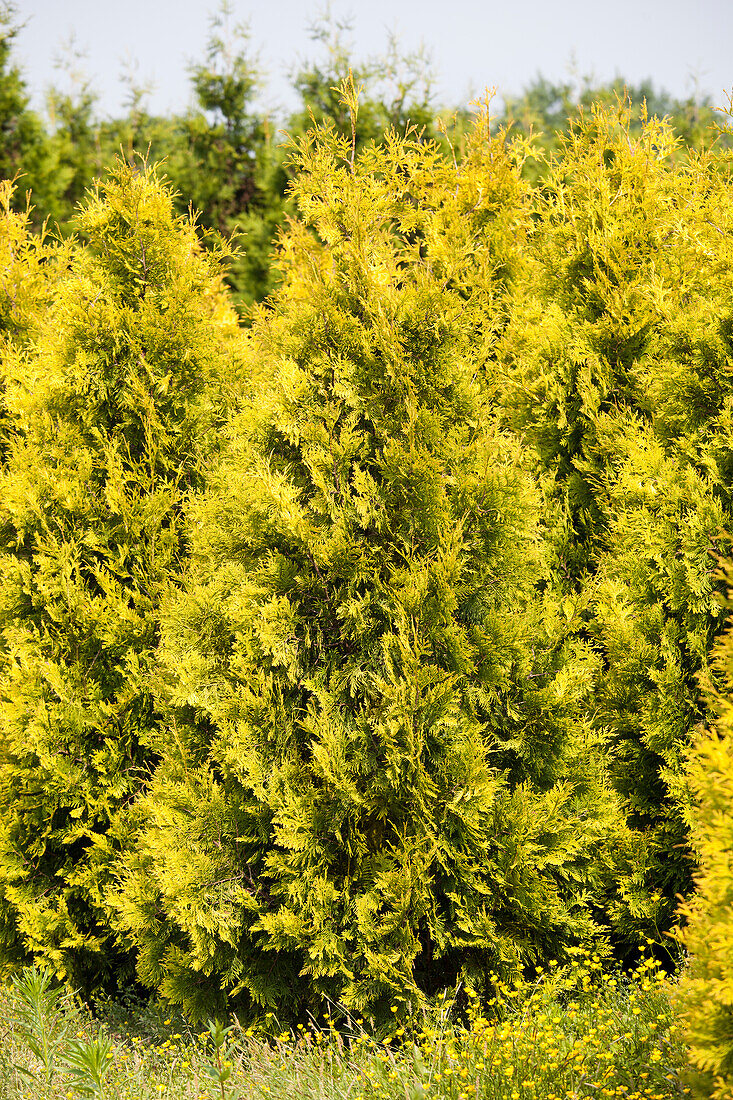 Thuja occidentalis 'Golden Emerald'®