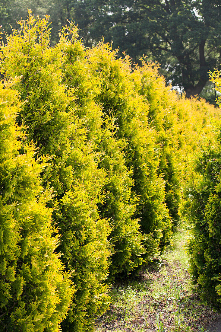 Thuja occidentalis 'Golden Smaragd'®