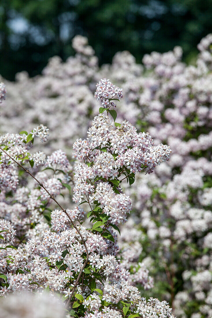 Deutzia x hybrida 'Mont Rose'