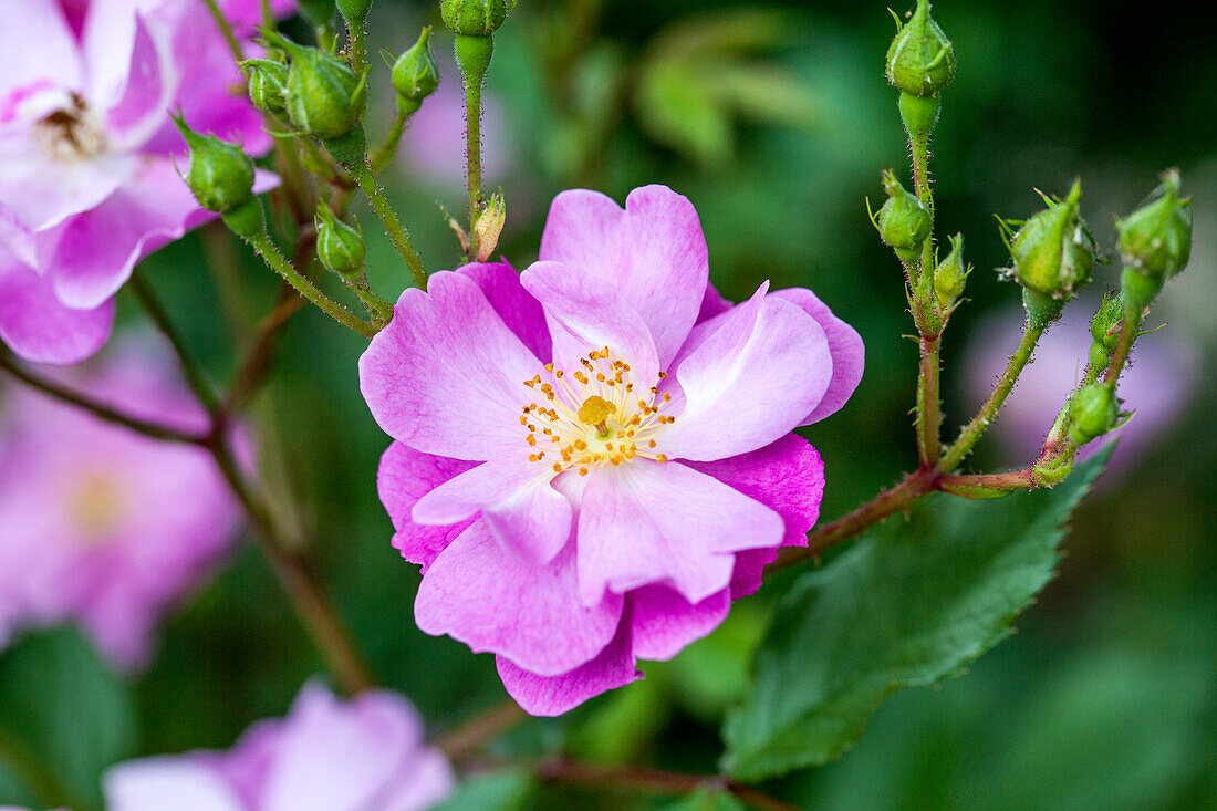 Rosa rugosa 'Piertte'®