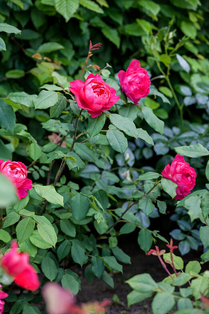 Rosa 'Benjamin Britten'®