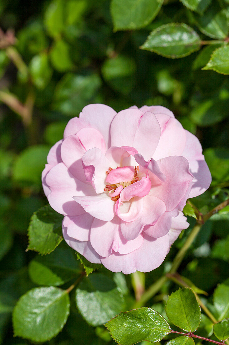 Rosa 'Bonica 82'®