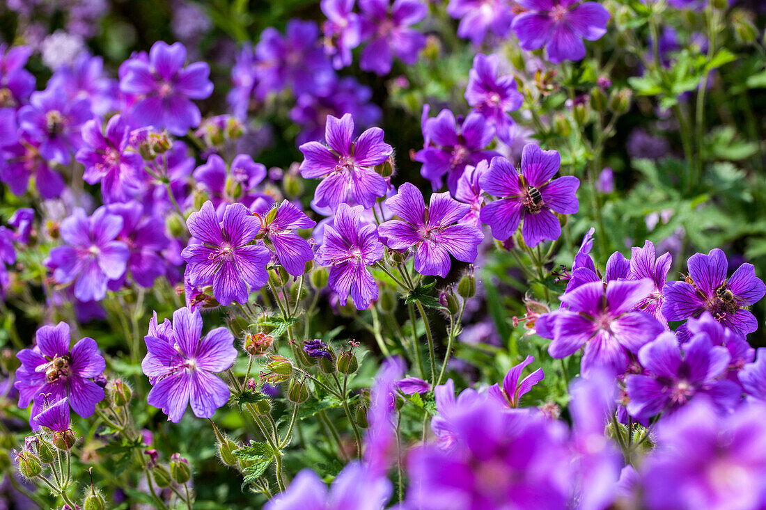 Geranium x magnificum