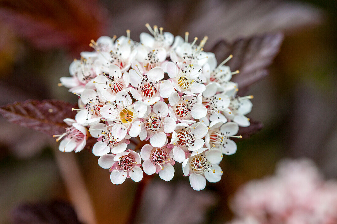 Physocarpus opulifolius 'Diable d'Or'®