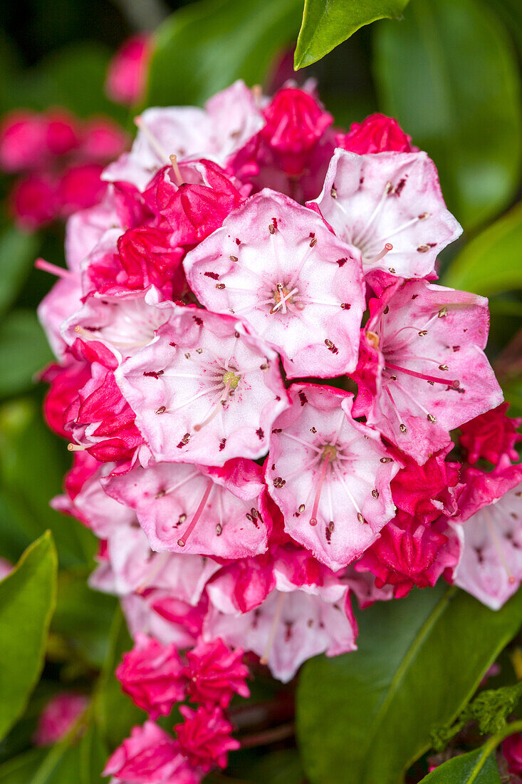 Kalmia latifolia 'Ostbo Red'