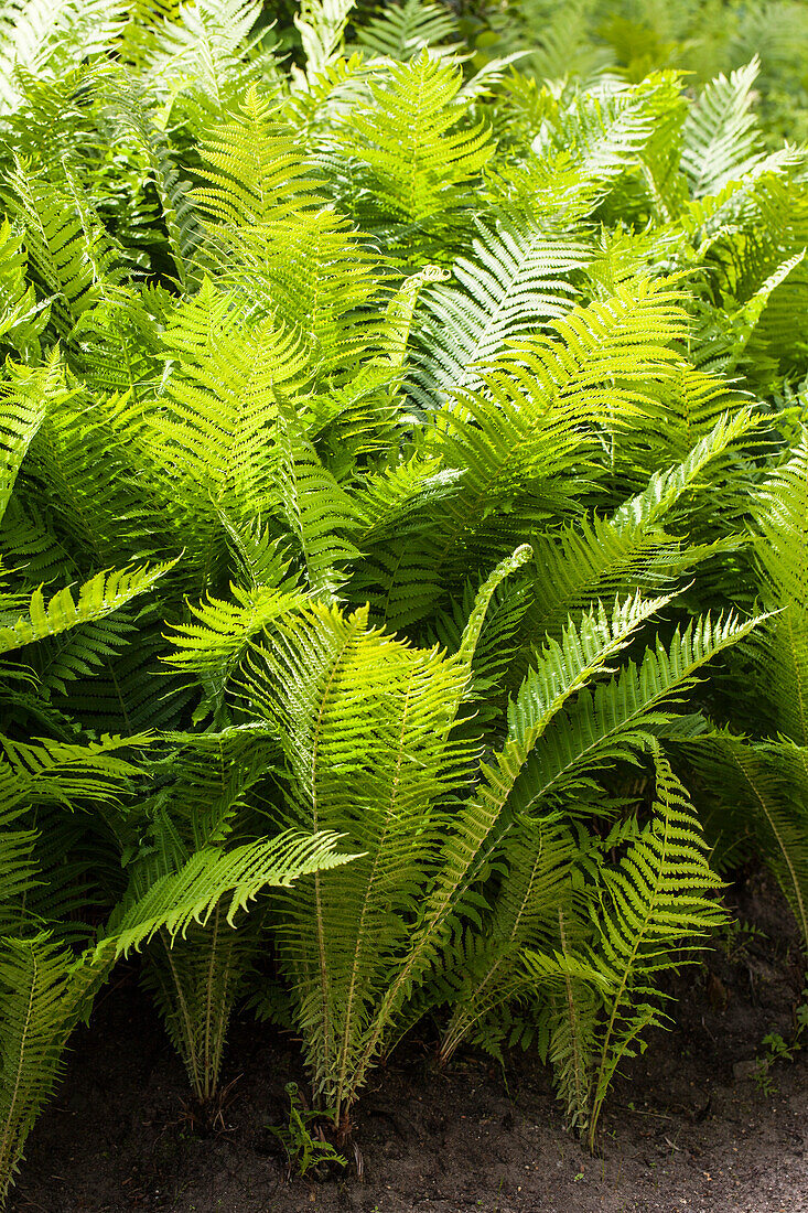 Polystichum aculeatum