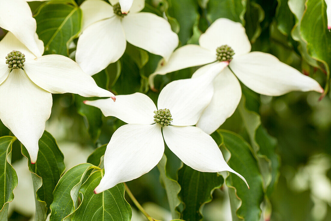 Cornus kousa 'White Fountain'