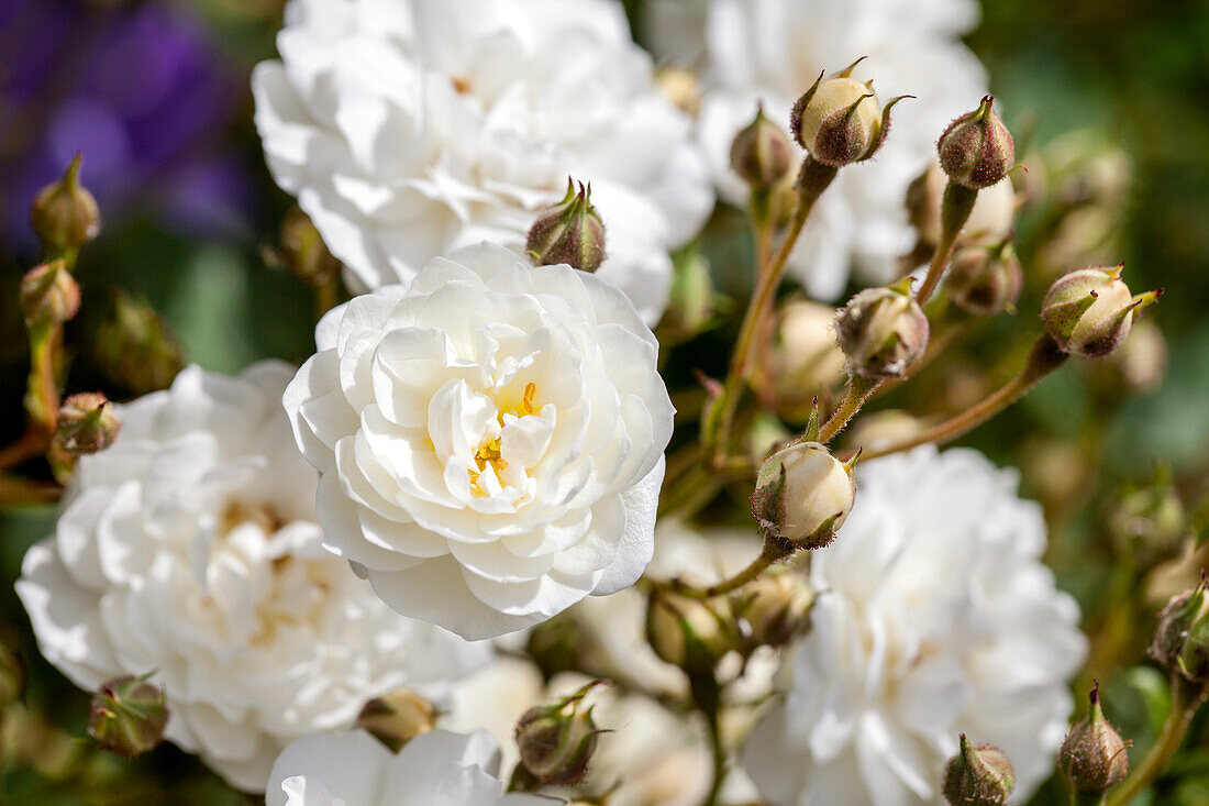 Rosa 'Schneeflocke'®