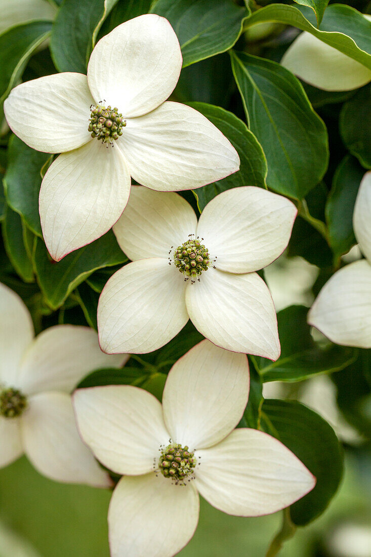 Cornus kousa chinensis 'Wieting's Select'