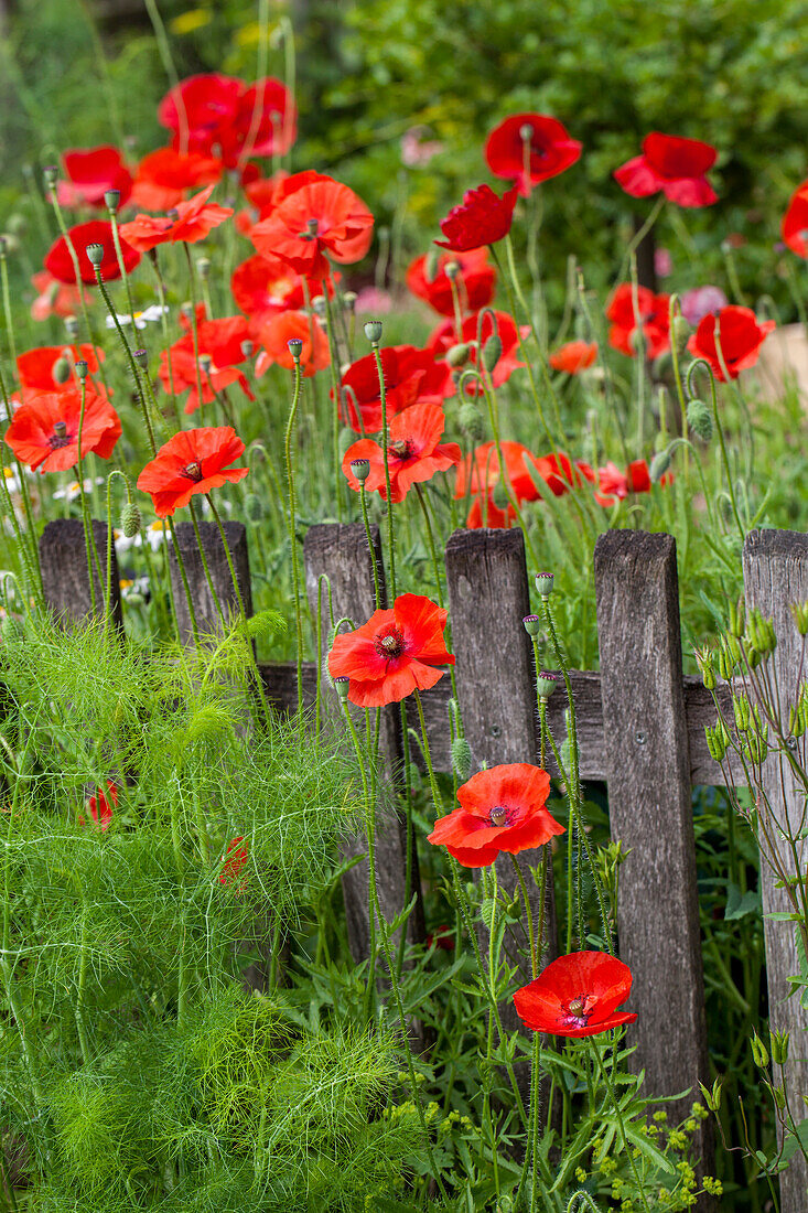 Papaver rhoeas