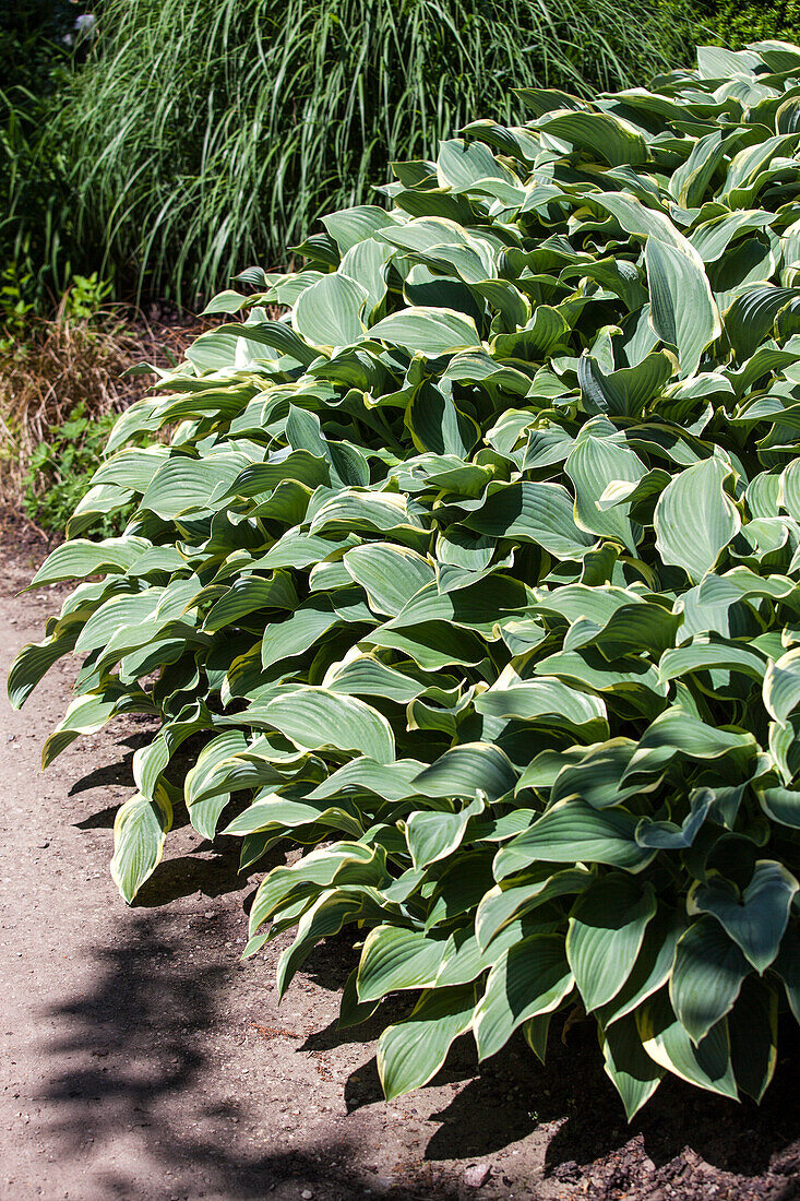 Hosta x fortunei 'Francee'