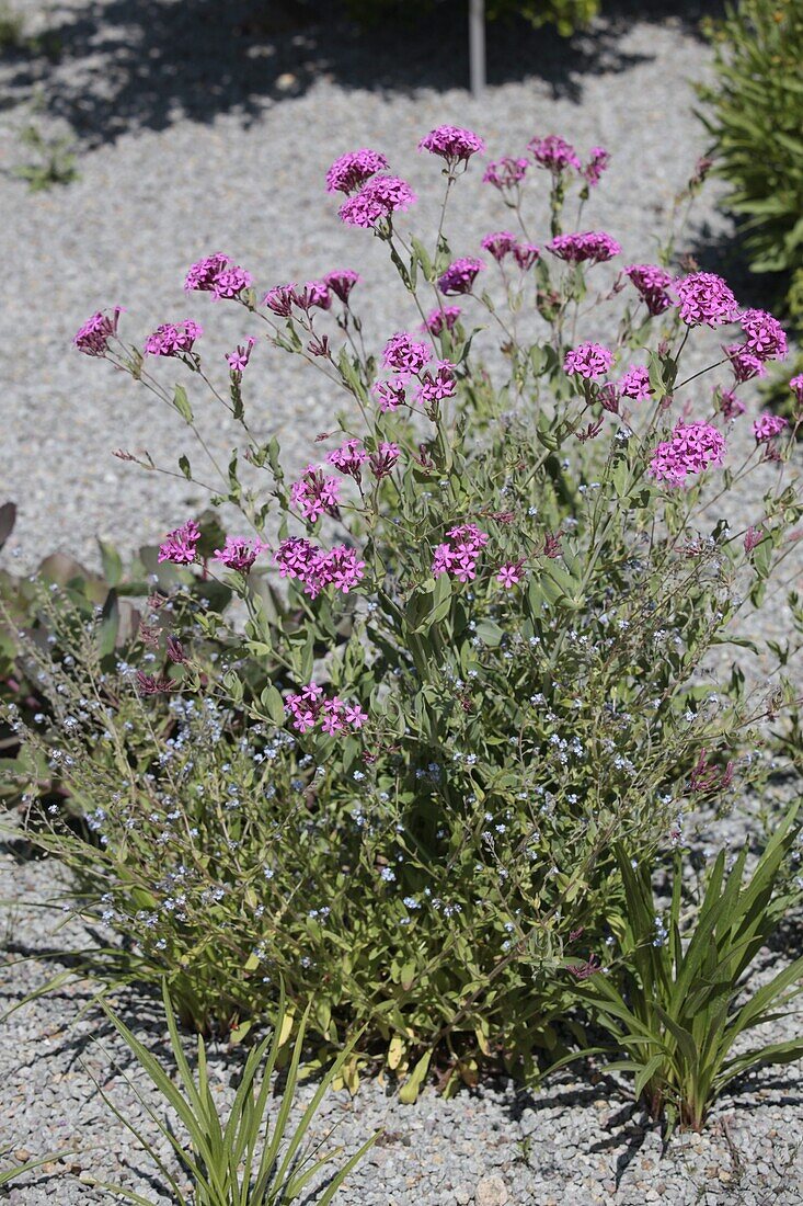 Gaura lindheimeri