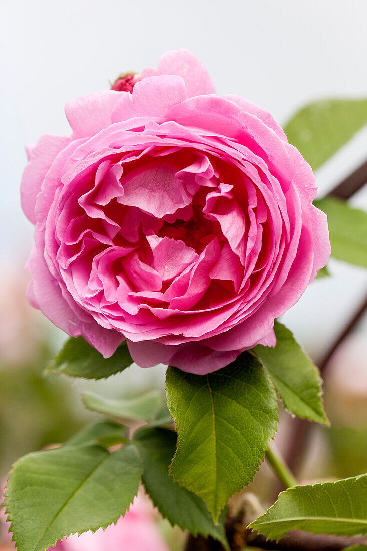 Rosa 'La Reine Victoria'