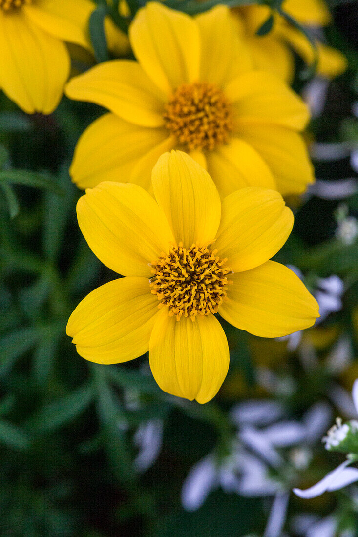 Bidens ferulifolia 'Golden Sun'(s)