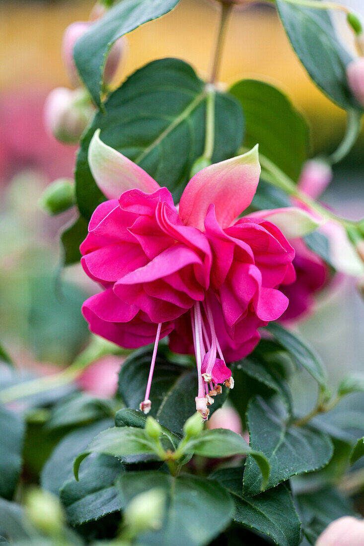 Fuchsia 'Jollies® La Grande Corse'(s)