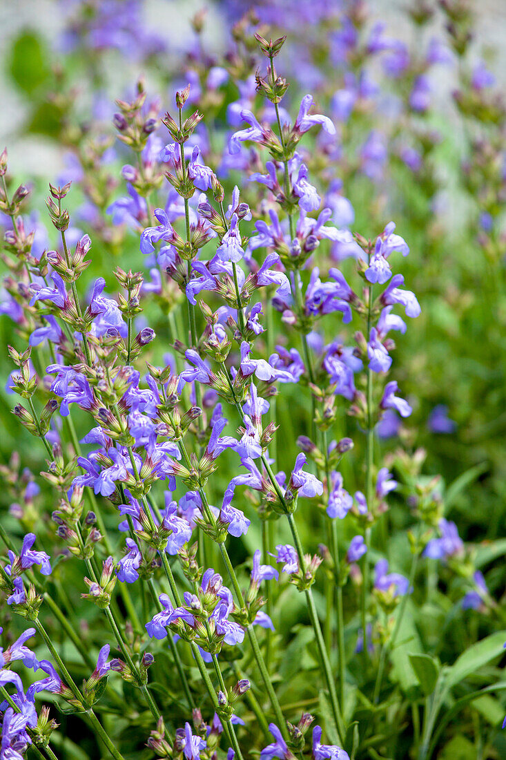 Salvia lavandulifolia