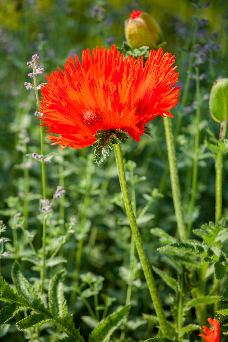 Papaver