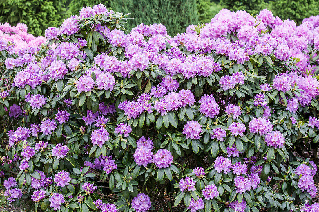 Rhododendron catawbiense 'Grandiflorum'