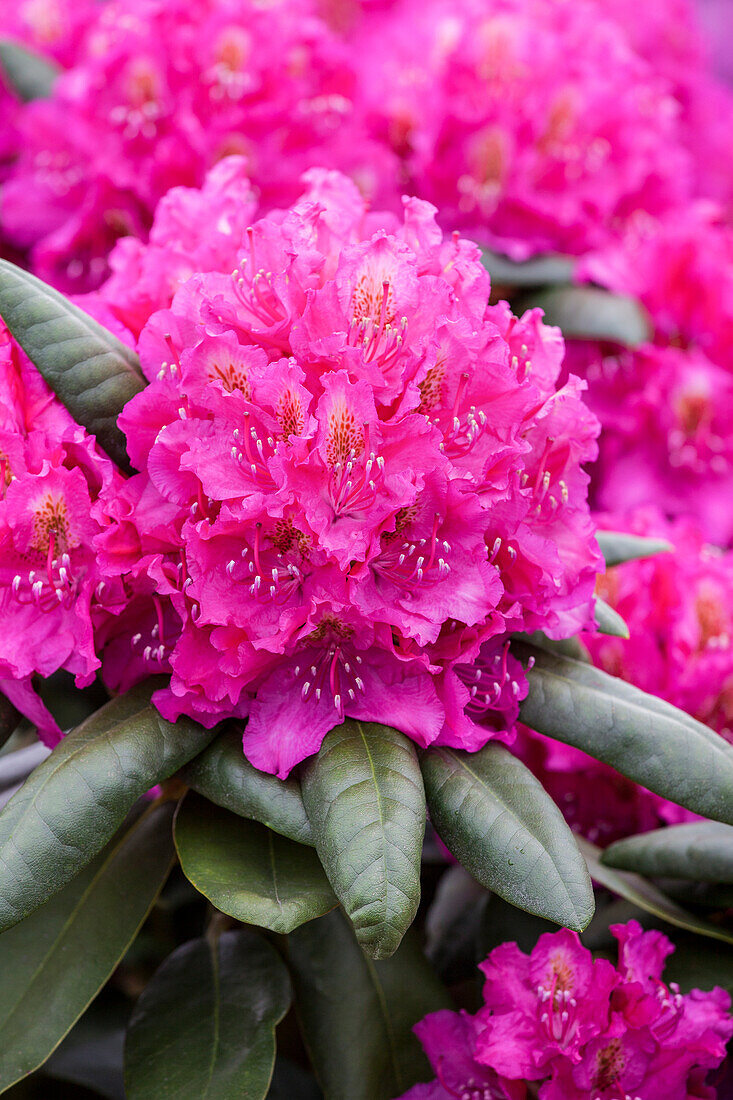 Rhododendron 'Catharine van Tol'.