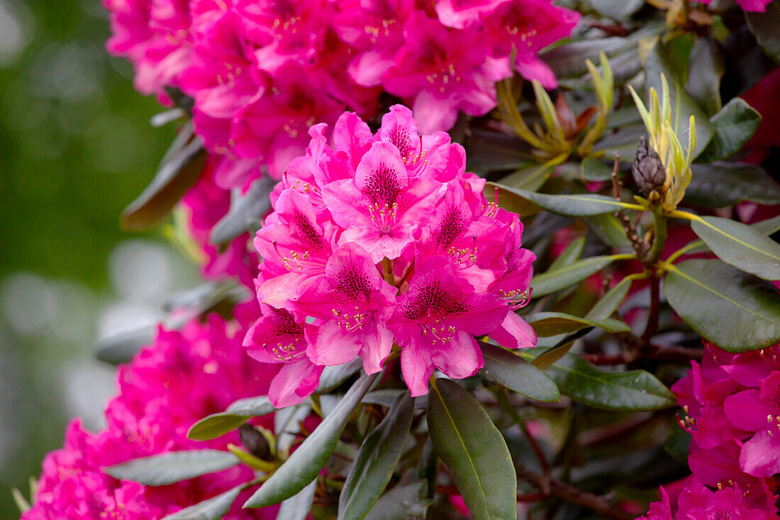 Rhododendron 'Nova Zembla'