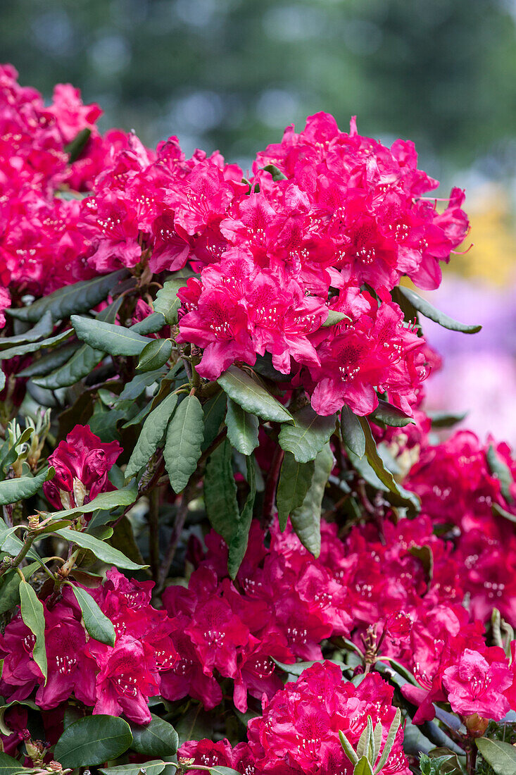 Rhododendron 'Old Port'