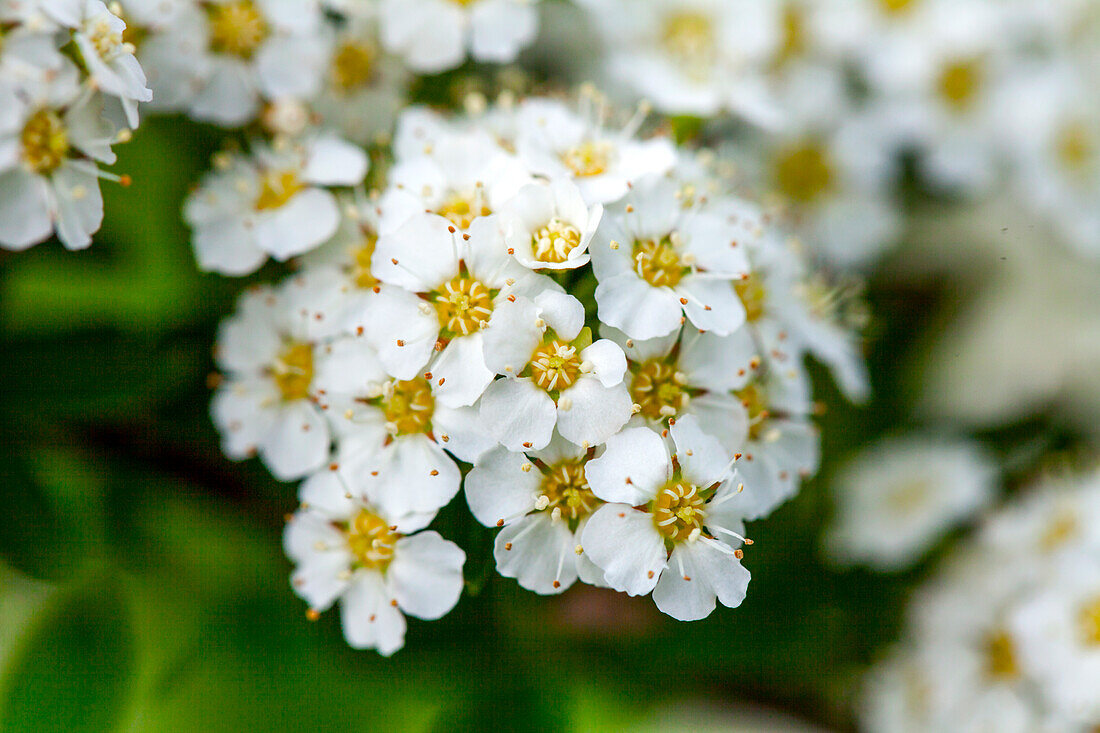 Spiraea x arguta