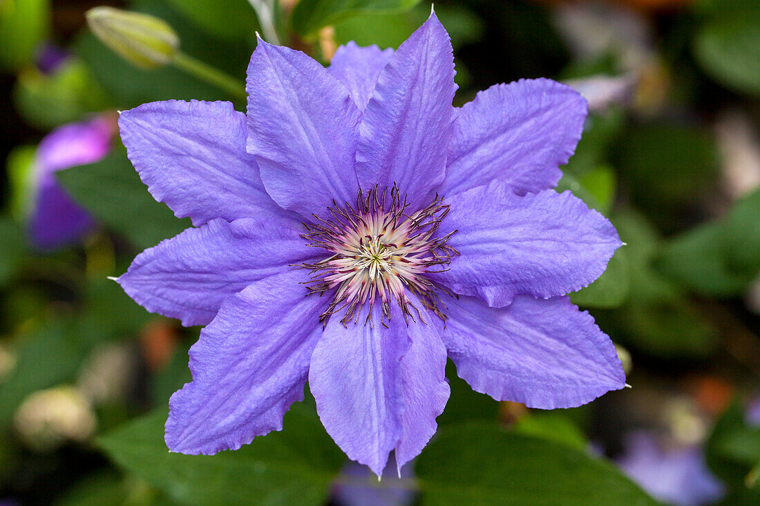 Clematis 'Parisienne