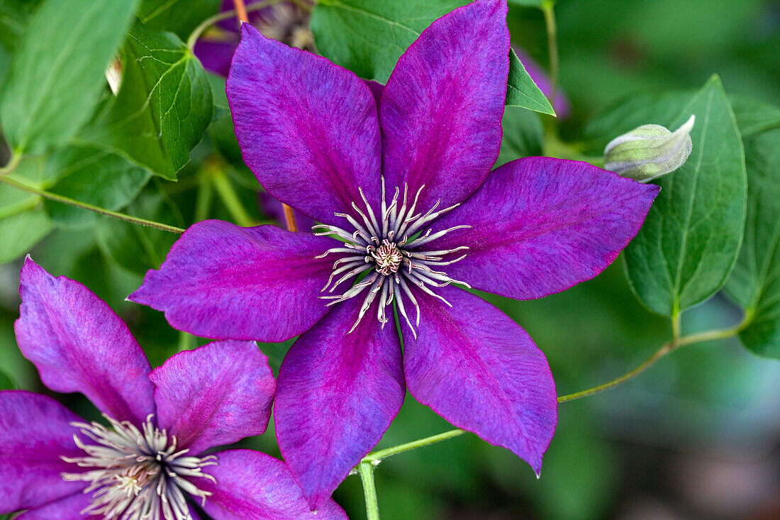 Clematis 'Cassis