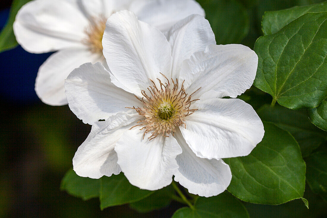 Clematis 'Juliane'™