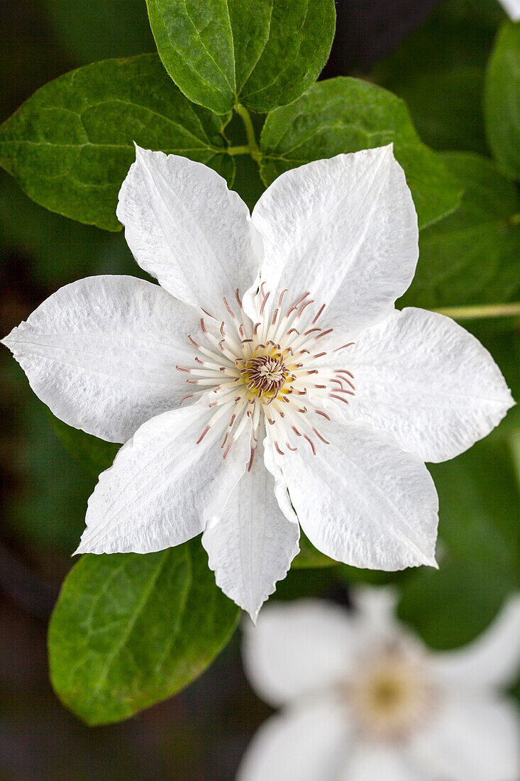 Clematis 'Destiny'