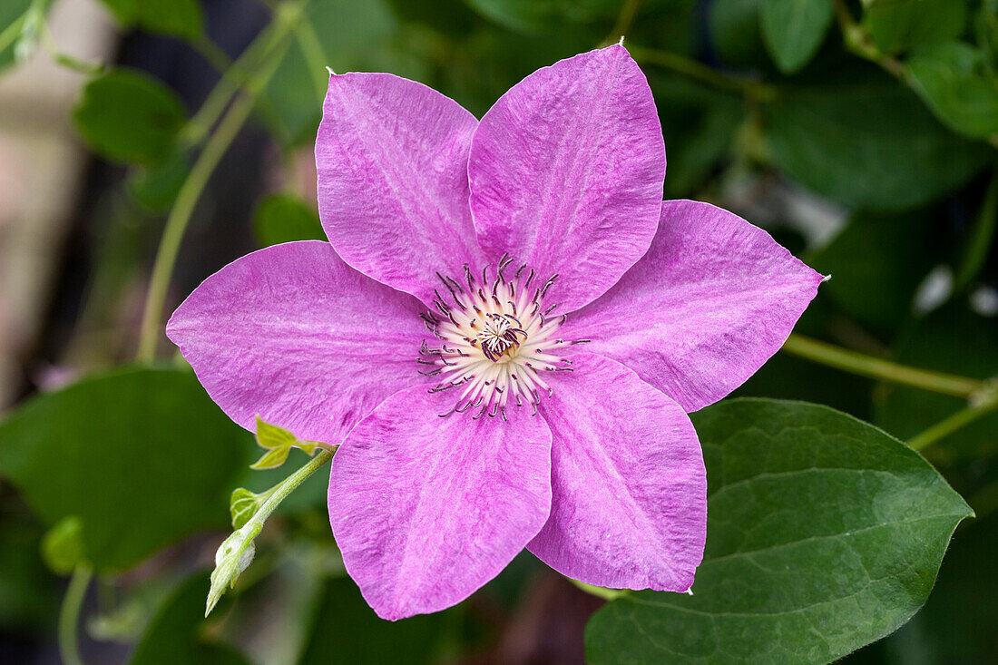 Clematis 'Neva'™