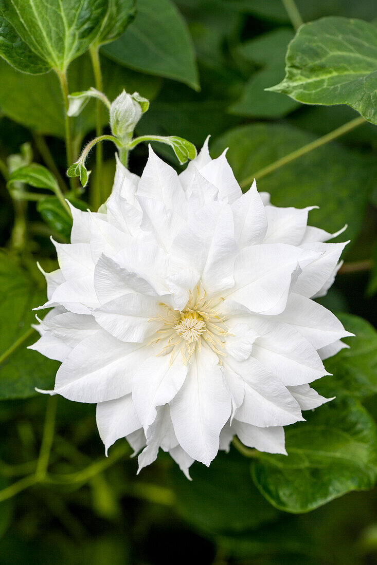 Clematis 'Arctic Queen'