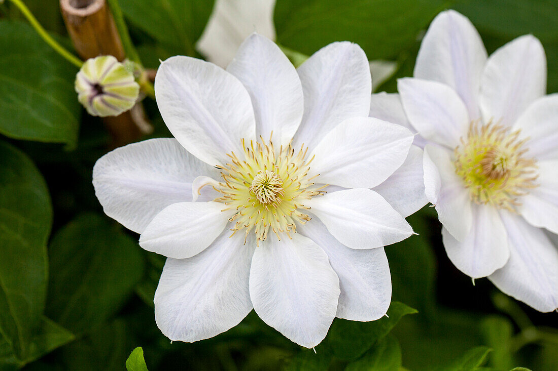 Clematis 'Chantilly' ™