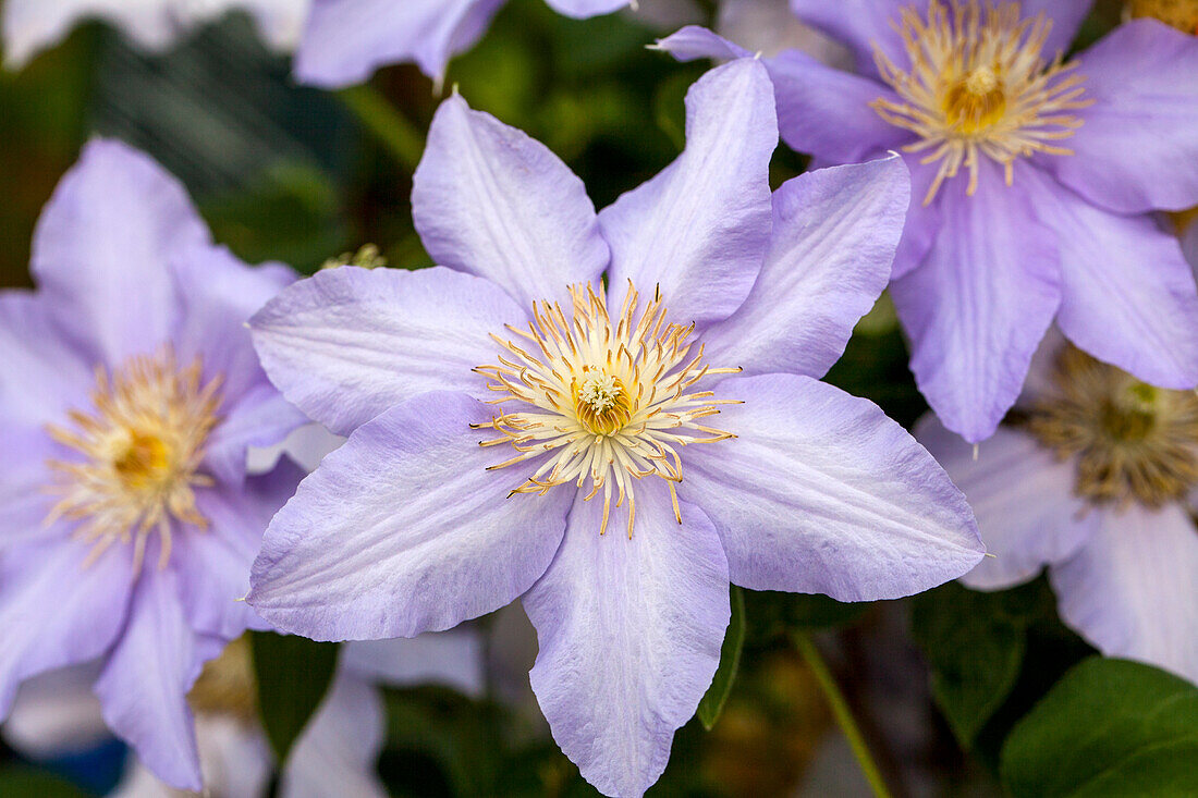 Clematis 'Angelique'