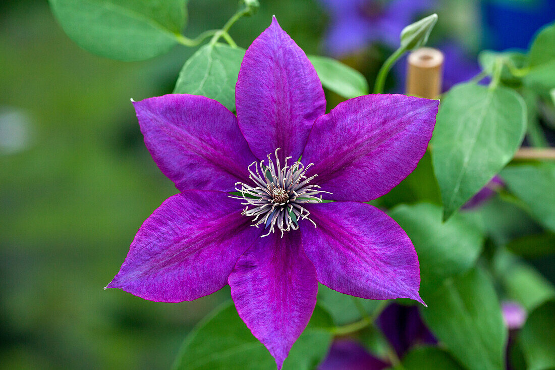 Clematis 'Picardy'™