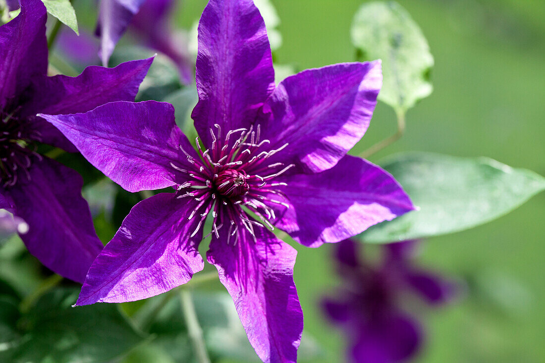 Clematis 'Fleuri'