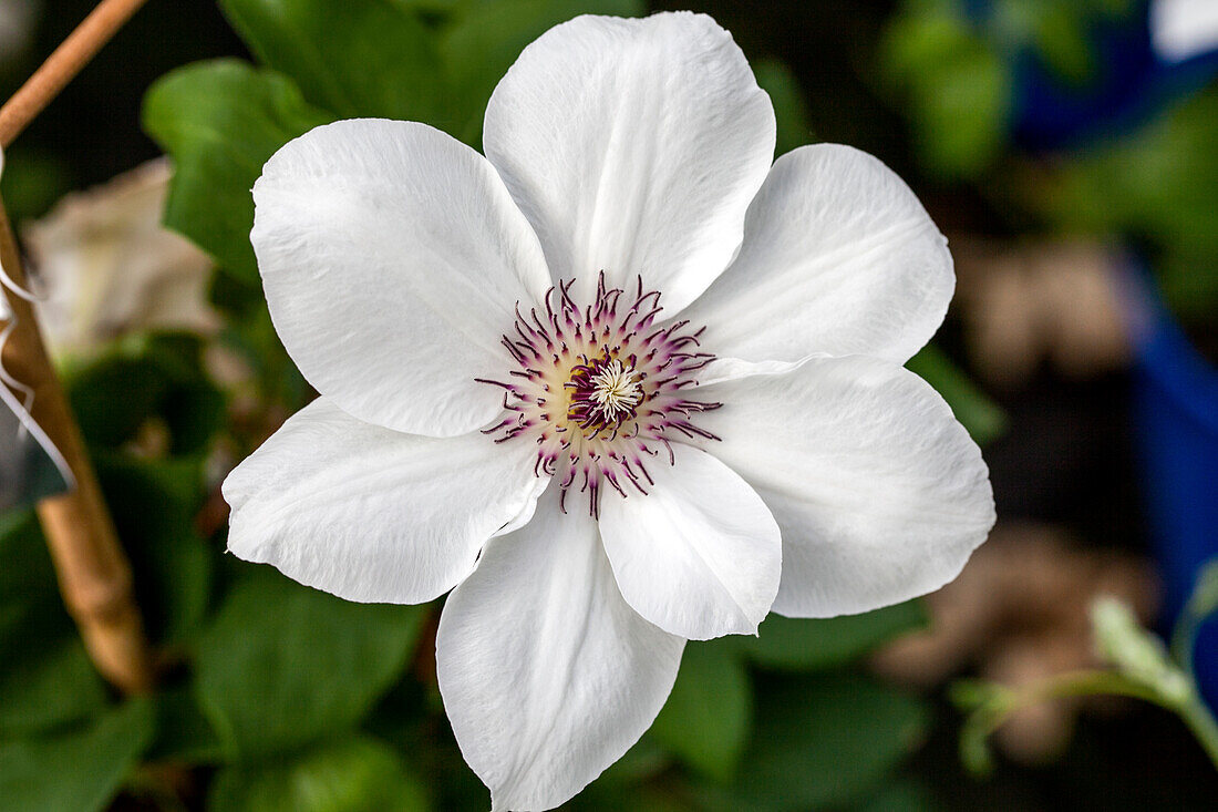 Clematis 'Ninon'™